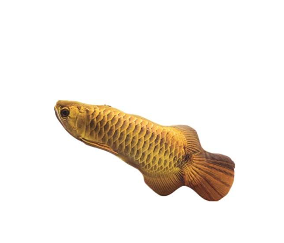 a9508f896f0c0929e0823dde160ca106 a9508f896f0c0929e0823dde160ca106